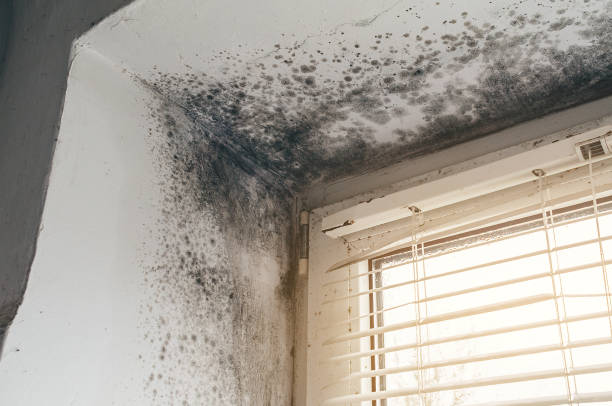 Affordable Mold Cleanup solutions in East Earl, PA